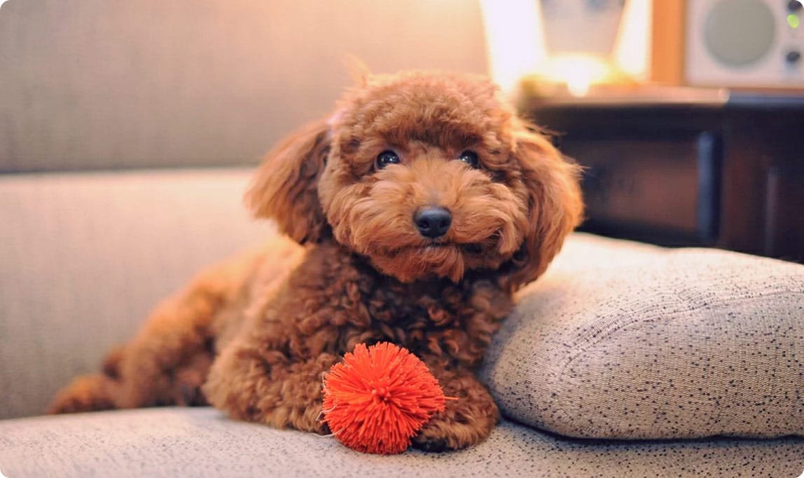 Карликовый пудель (той пудель)