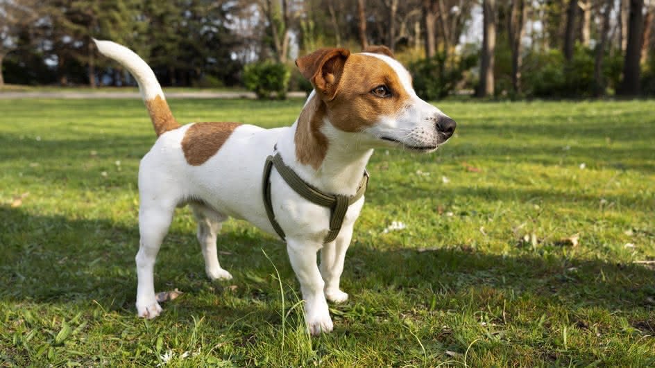 Джек-рассел-терьер