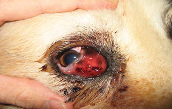 Лечение выпадения слезной железы третьего века у собаки