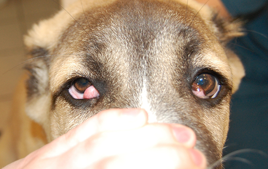 Лечение третьего глаза у собаки