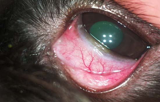 Аденома глаза собак лечение