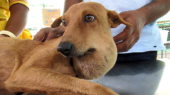 Абсцесс у собаки на попе лечение в домашних условиях