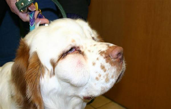Абсцесс у собаки на попе лечение в домашних условиях