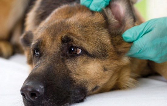 Симптомы и лечение аденовирусных инфекций у собак. Обычный кашель грозит инфекцией аденовируса у собаки