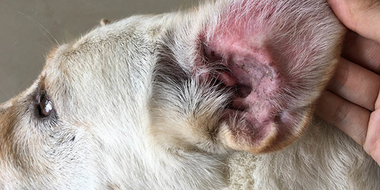 Пищевая аллергия у собаки уши расчесала