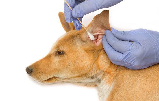 Как вылечить аллергию в ушах у собаки