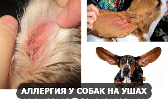 Аллергия у собаки трясет ушами