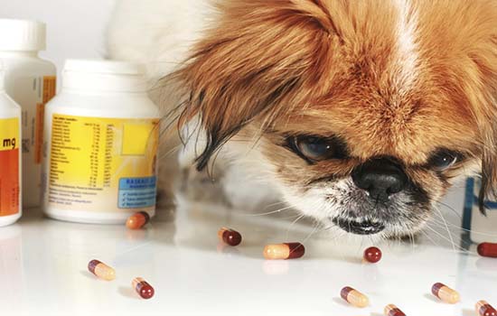 Аллергия на корм у собаки лечение