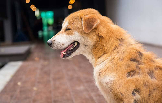Собака лысеет причины. Выпадение шерсти у собак — причины, симптомы и лечение алопеции. Сезонная или возрастная линька