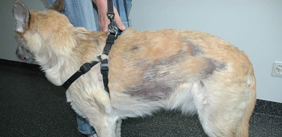 Выпадение волос у собаки какой диагноз фото