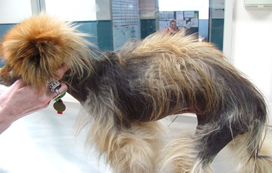 Лечение выпадения шерсти у собак в домашних условиях