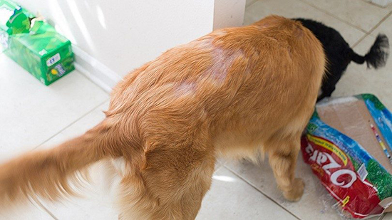 Облысение у собак лечение в домашних условиях