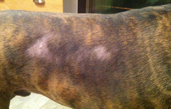 Выпадение шерсти у собаки лечение в домашних условиях
