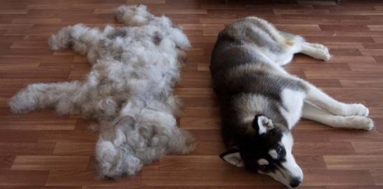 От чего у собаки выпадение волос