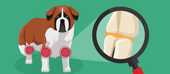 Лечение коленного сустава у собаки лечение