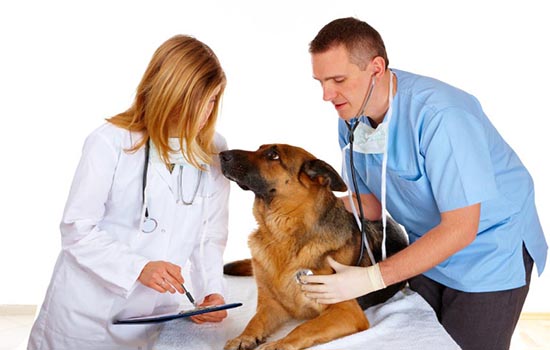 Лечение коленного сустава у собаки лечение