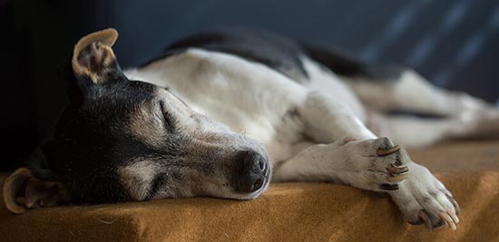 Воспаление суставов у собак симптомы лечение в домашних условиях