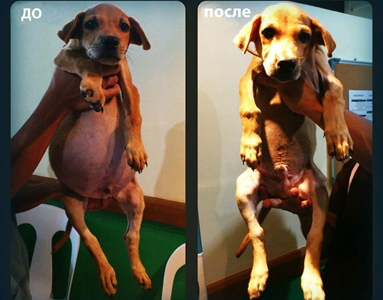 Асцит у собаки лечение в домашних условиях