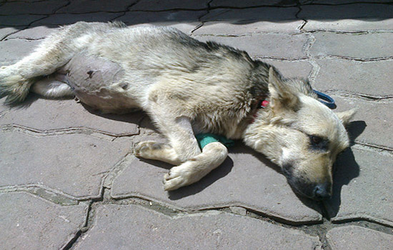 Асцит собака лечение народными средствами thumbnail