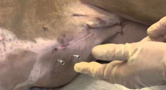 Асцит брюшной полости у собак лечение народными средствами