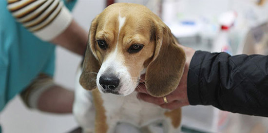 Лечение асцита у собаки лечение в домашних условиях