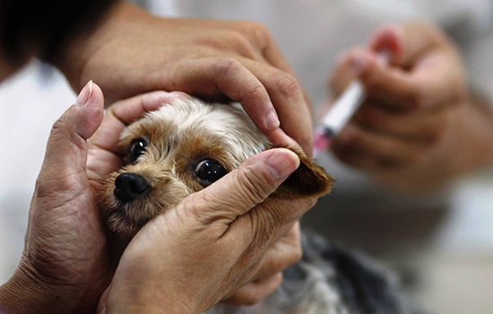Как переносят щенки йорка прививку от бешенства