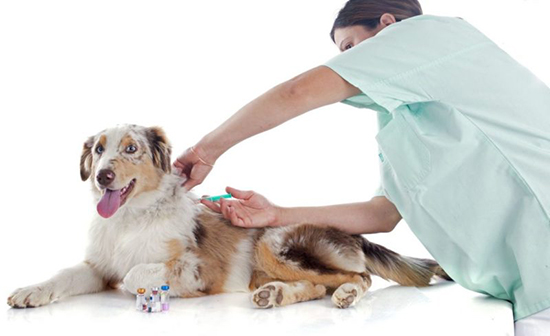 Прививка от чумы собаке как делать