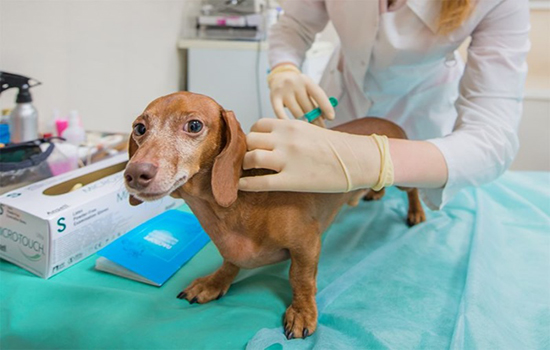 В каком возрасте делают прививку от чумы собаке