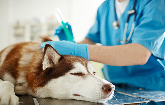 Прививка профилактика чумки собак