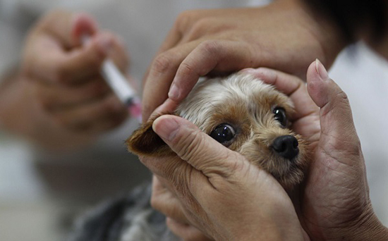 Когда щенкам делают прививки от чумы