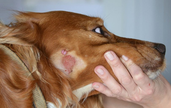 Есть ли прививки от лишая для собак