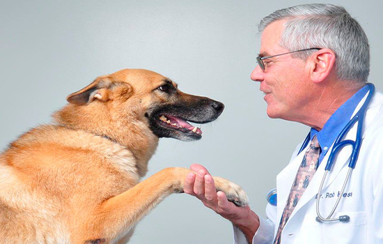 Вакцинация собак против лишая