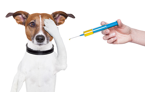 Есть ли прививка от лишая собаке