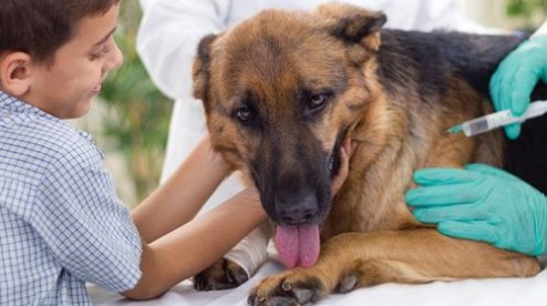 Есть ли прививка от лишая собаке