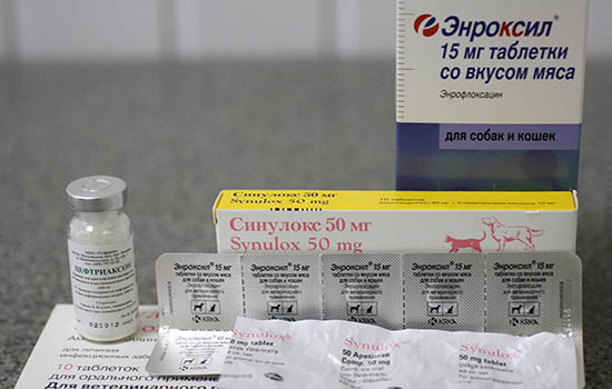 антибиотики для собак при простуде