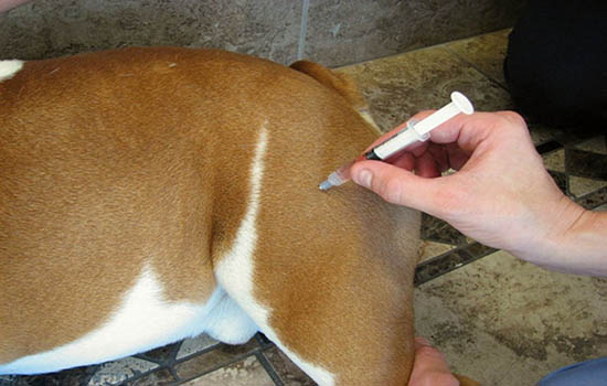 Антибиотик для собаки от кишечной инфекции