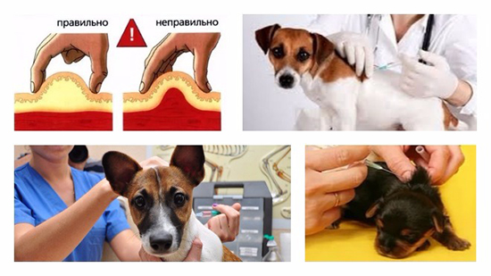 Антибиотики для собак при кожных болезнях