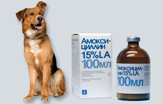 Антибиотик собаке при ушибе