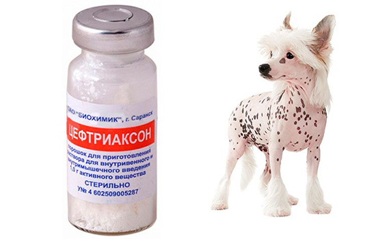 Ципрофлоксацин при дерматите у собак