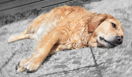 Признаки чумки у собак лечение народными средствами thumbnail