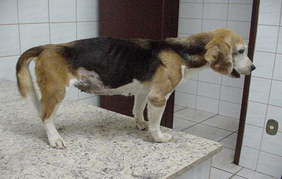 Лечение вирусного энтерита у собак в домашних условиях