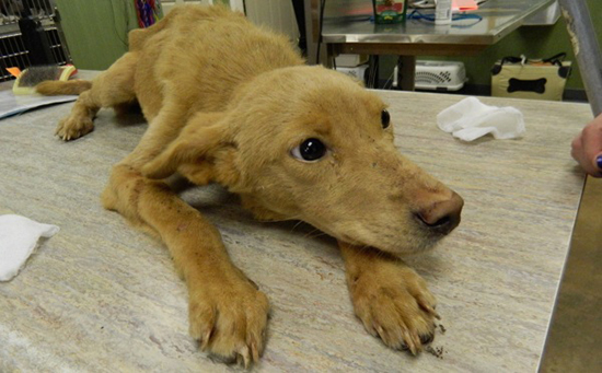 Лечение вирусный энтерит собак лечение в домашних условиях thumbnail