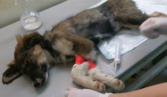 Лечение парвовирусного энтерита у собак в домашних условиях