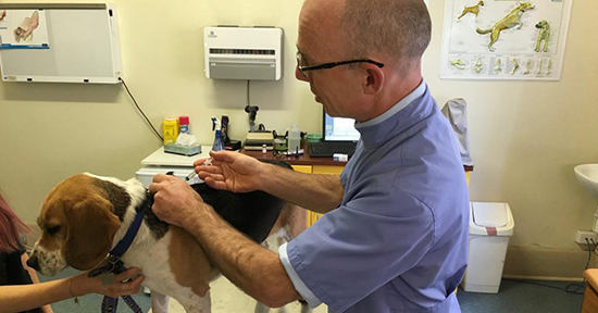 Лечение вирусного энтерита у собак в домашних условиях thumbnail