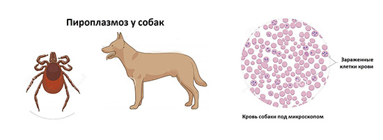 Бабезиоз у собак – сипмтомы и лечение, анализы, препараты и другая необходимая информация