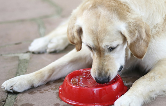 Рвота у собаки после еды лечение в домашних условиях