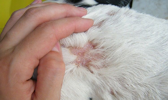 Последствия укуса клеща у собаки лечение в домашних условиях