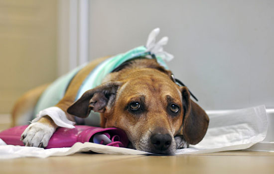 Болезни собак и их лечение в домашних условиях