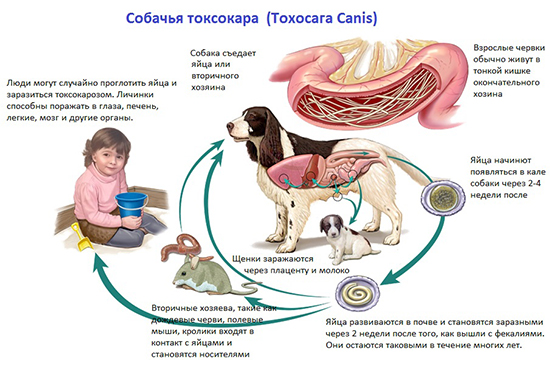 Смертельные болезни собак и их симптомы