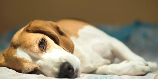 Распространенные болезни собак и их симптомы thumbnail